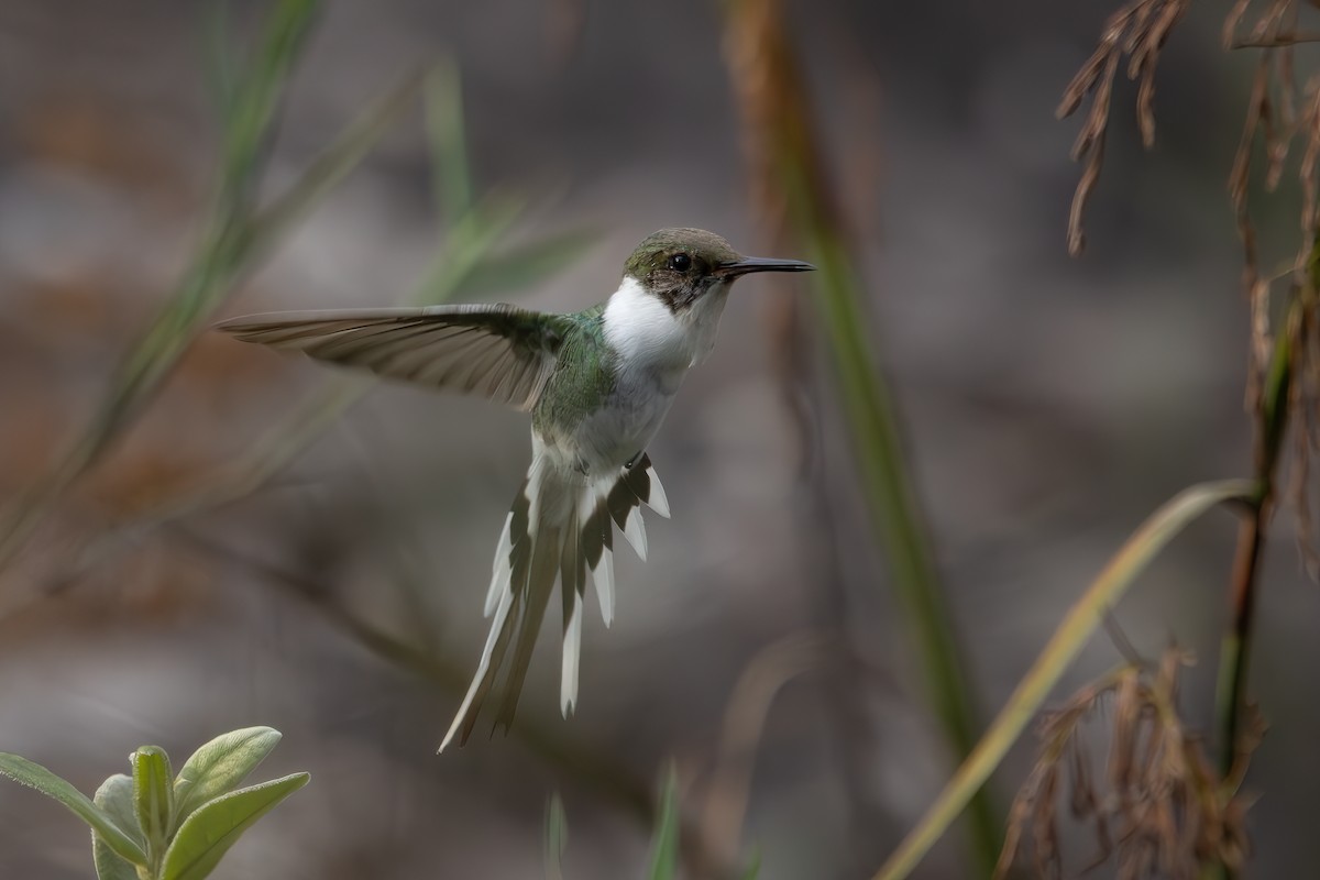 Horned Sungem - ML647635303