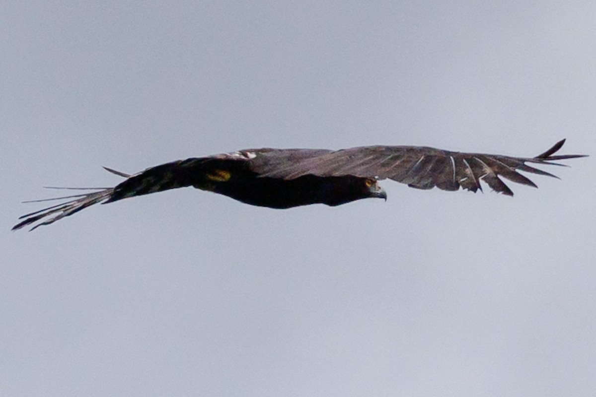 Black Hawk-Eagle - ML647635308