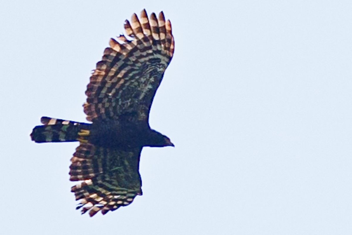Black Hawk-Eagle - ML647635309