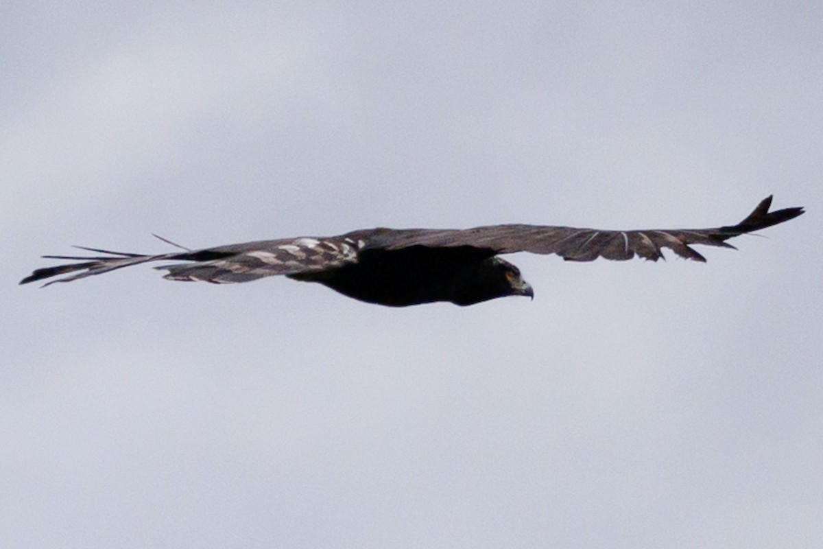 Black Hawk-Eagle - ML647635310