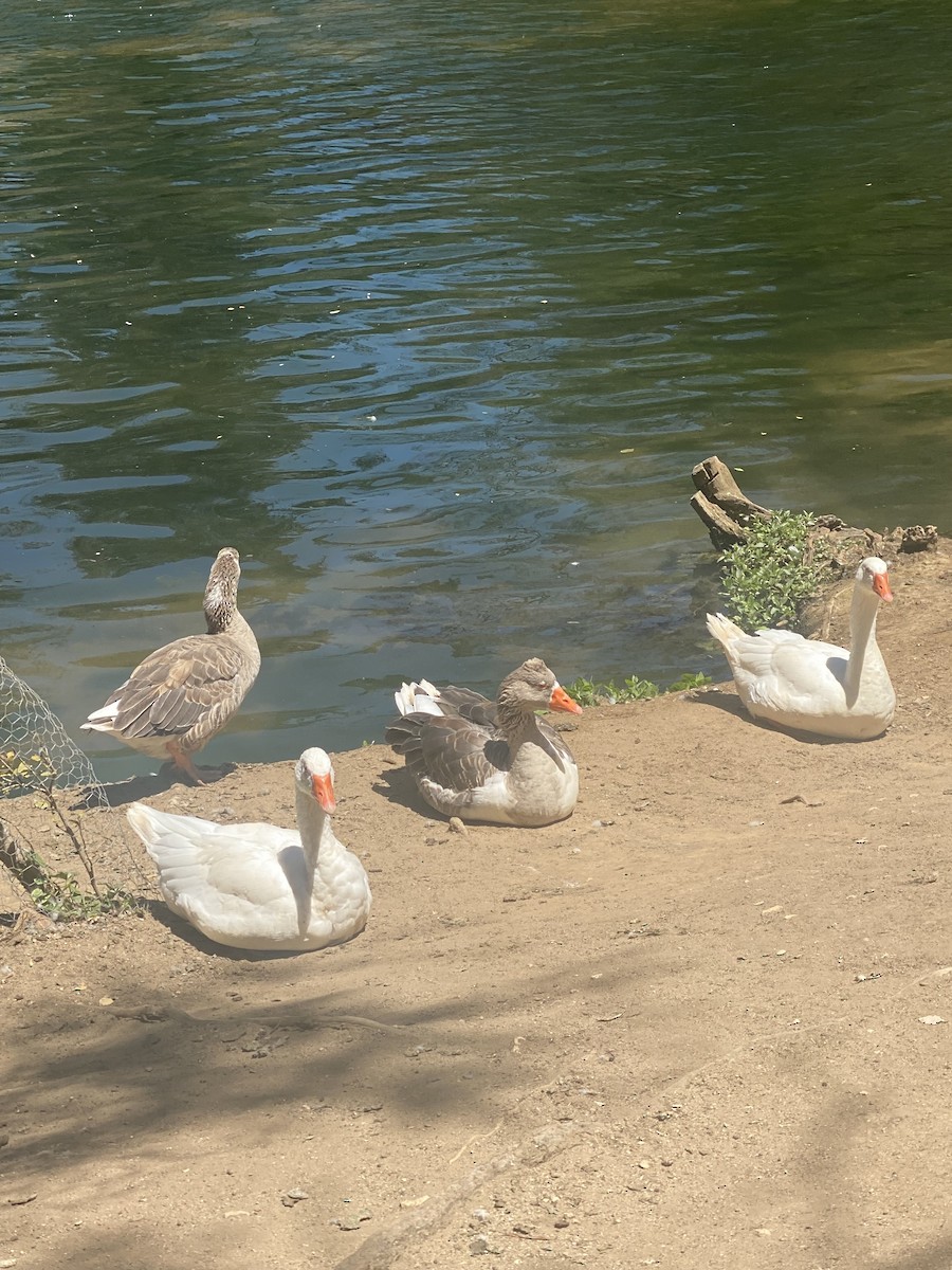 Oie cendrée - ML647635355