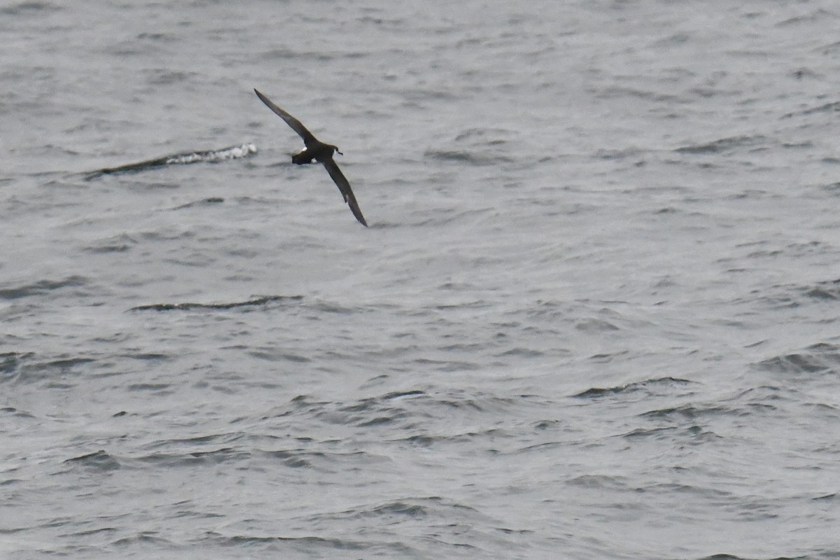 Atlantiksturmtaucher - ML647635356