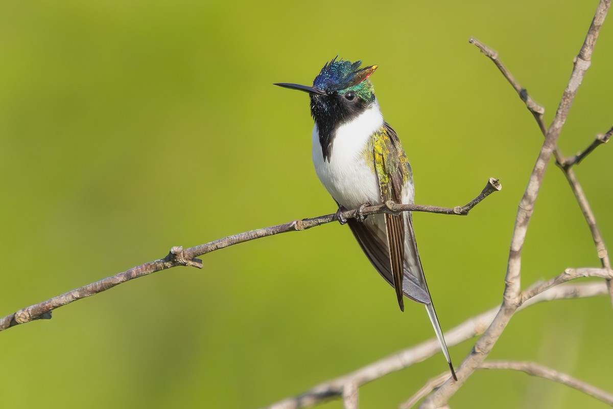 Horned Sungem - ML647635359