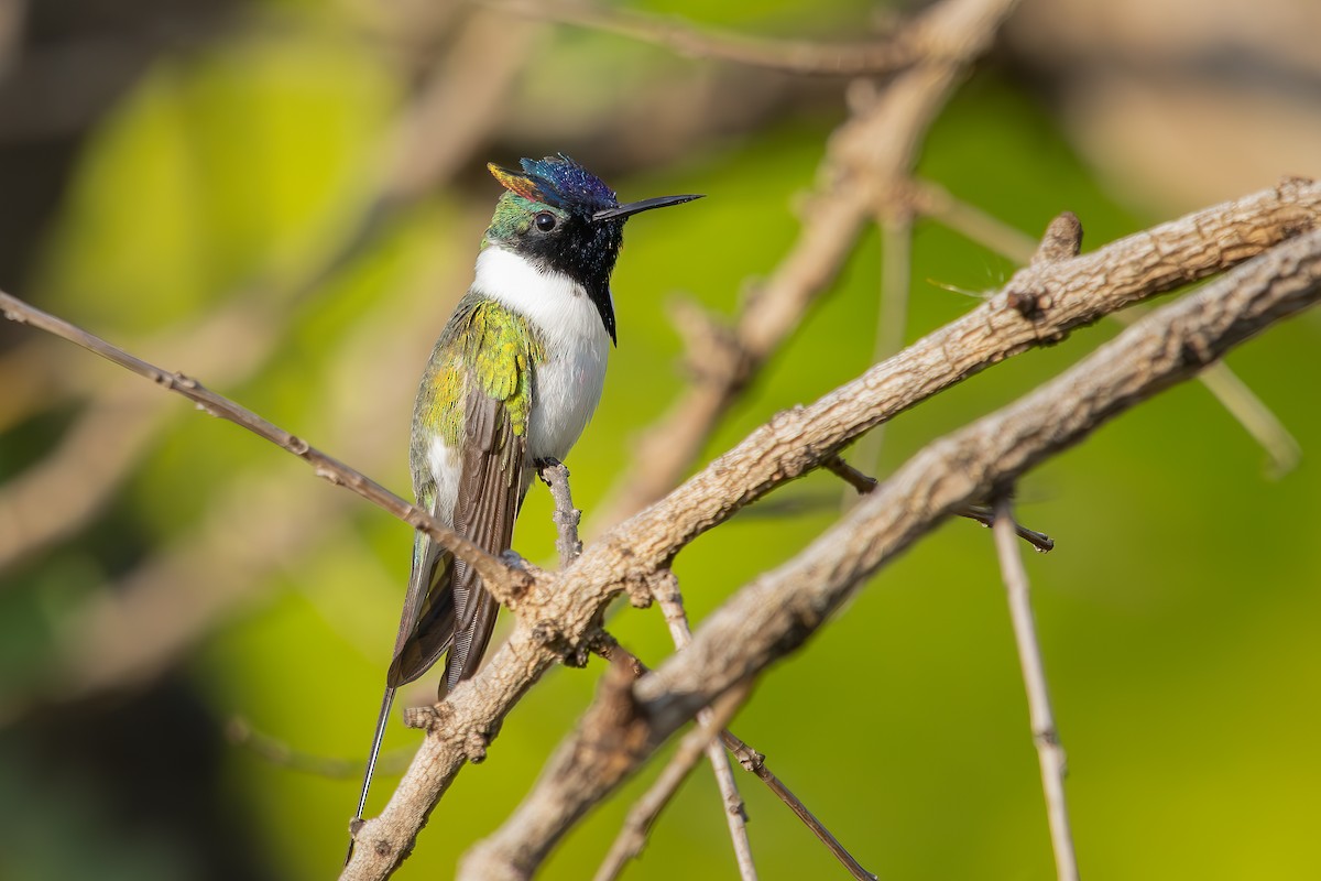 Horned Sungem - ML647635370