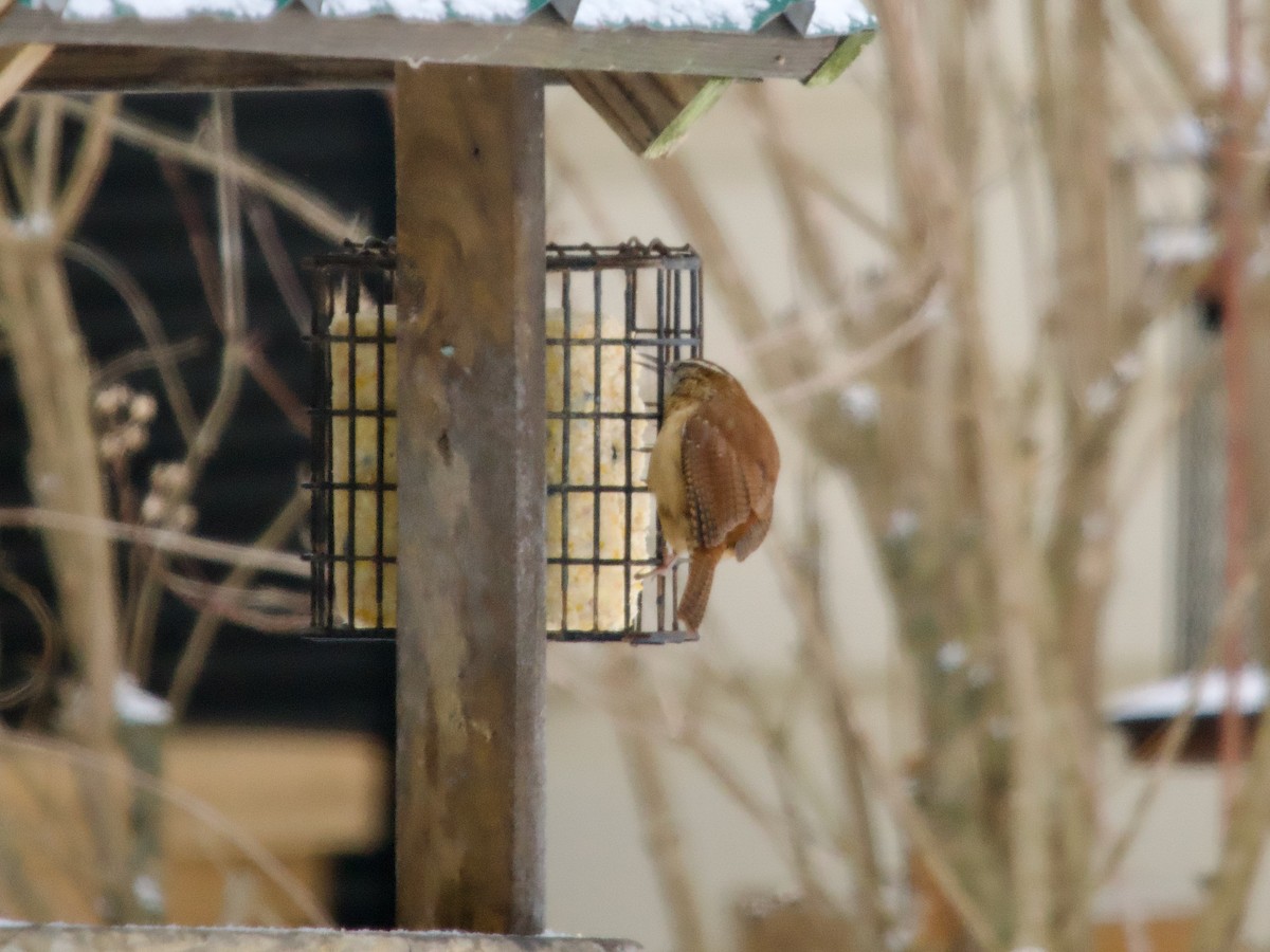 Carolina Wren - ML647635406
