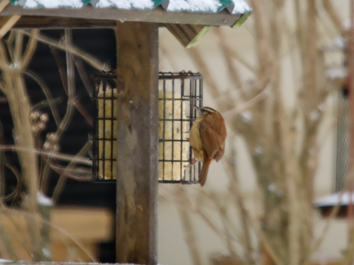 Carolina Wren - ML647635407