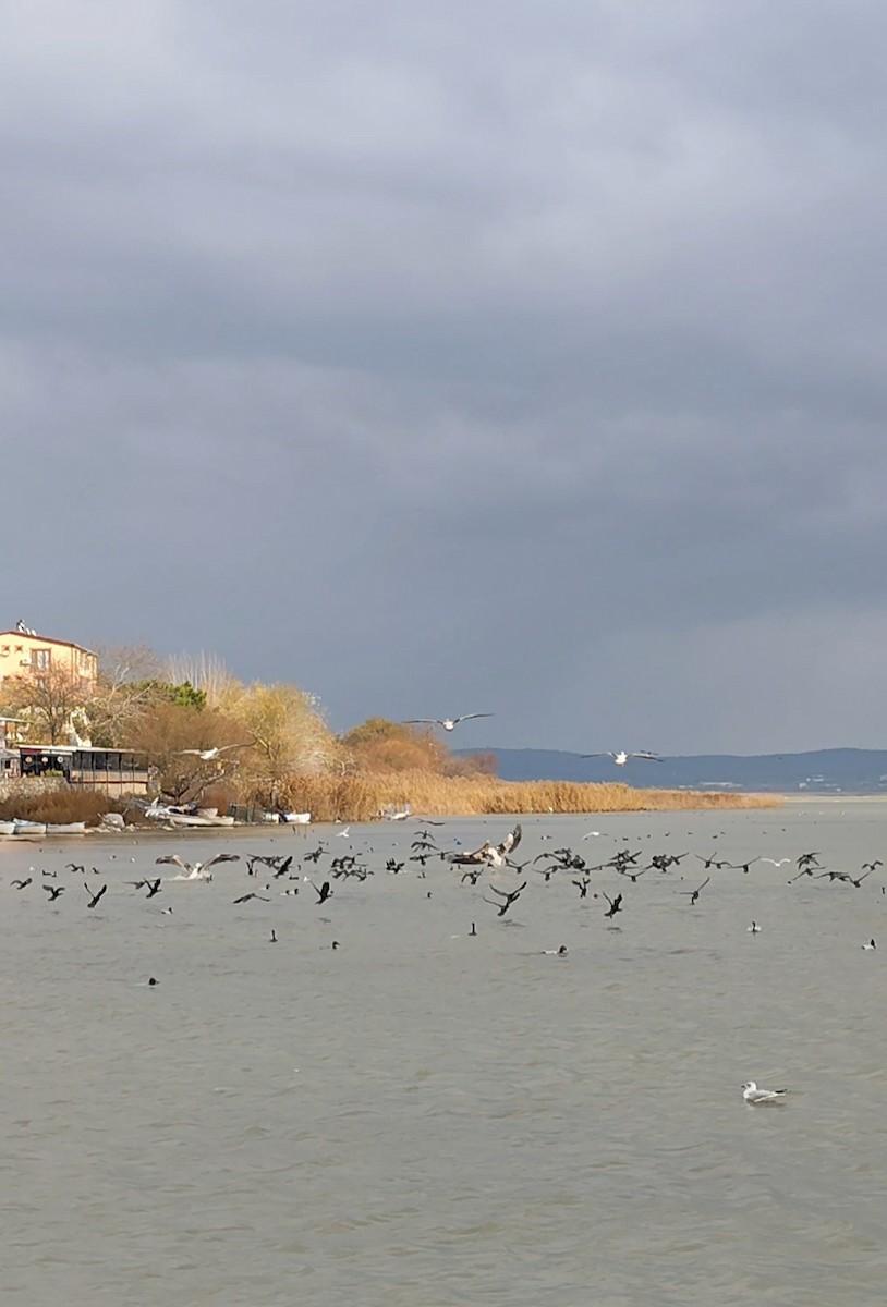 Баклан малий - ML647635414