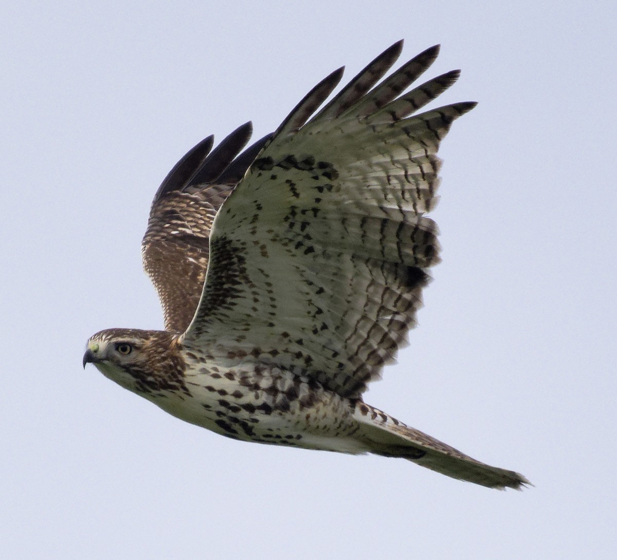 Red-tailed Hawk (borealis) - ML647635448