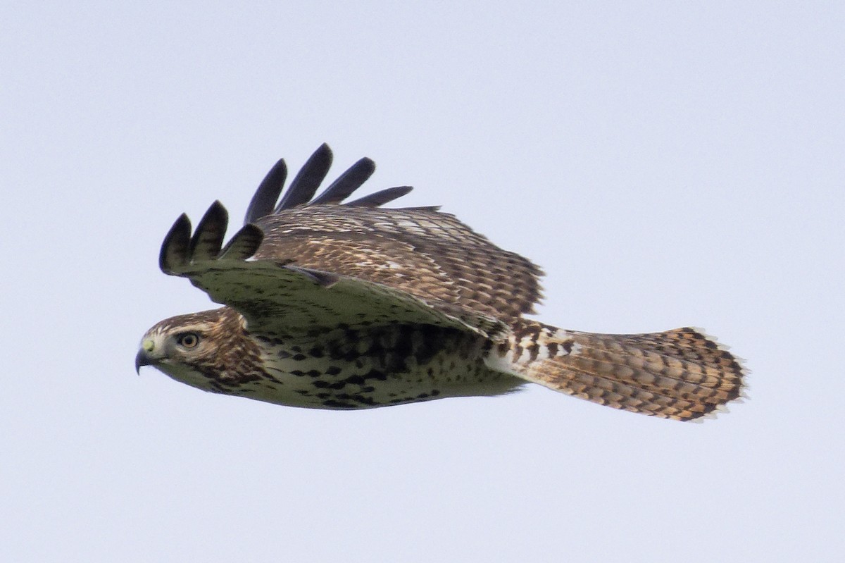 Red-tailed Hawk (borealis) - ML647635449
