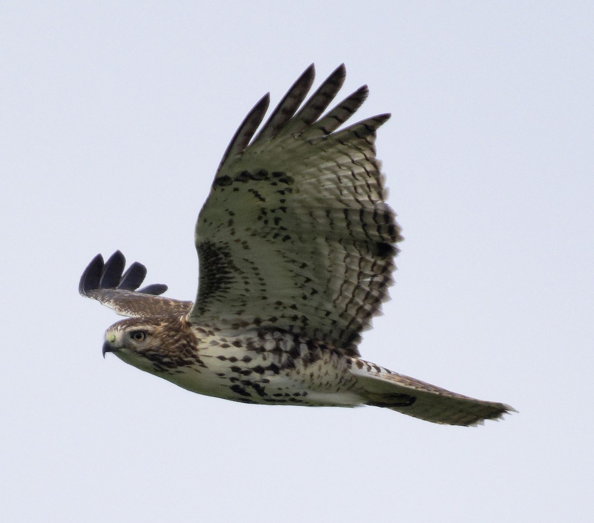Red-tailed Hawk (borealis) - ML647635450