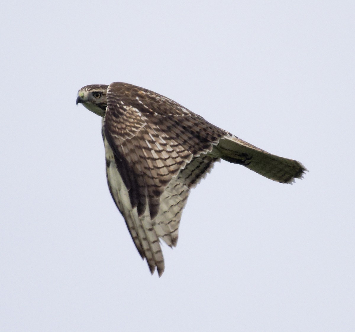Red-tailed Hawk (borealis) - ML647635452