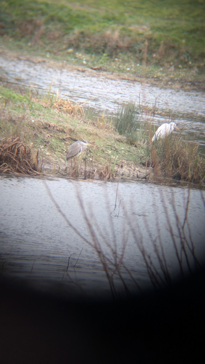 Koartza zuria - ML647635491