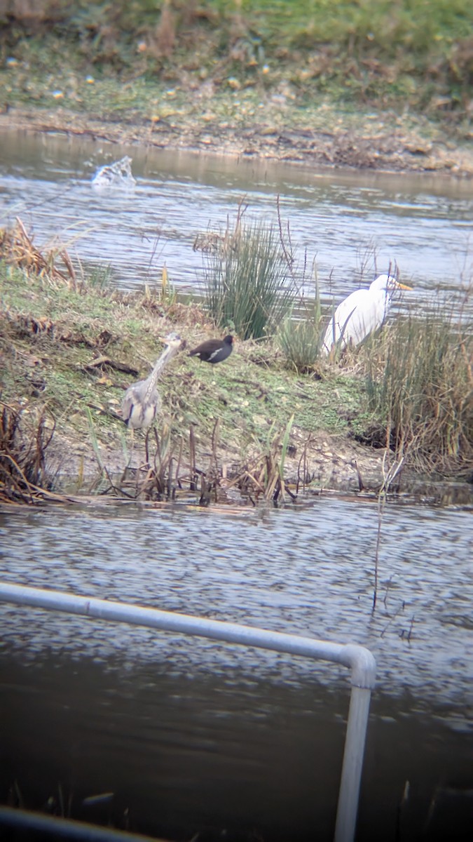 Koartza zuria - ML647635492