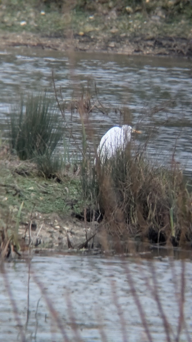 Koartza zuria - ML647635493