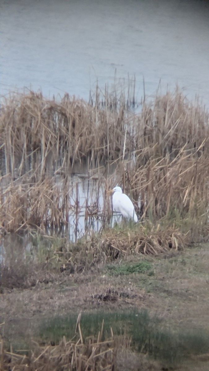 Koartza zuria - ML647635496