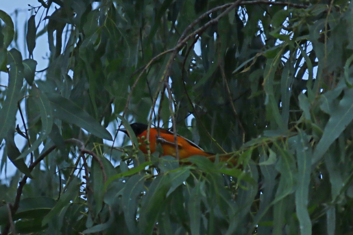 ボルチモアムクドリモドキ - ML647635527