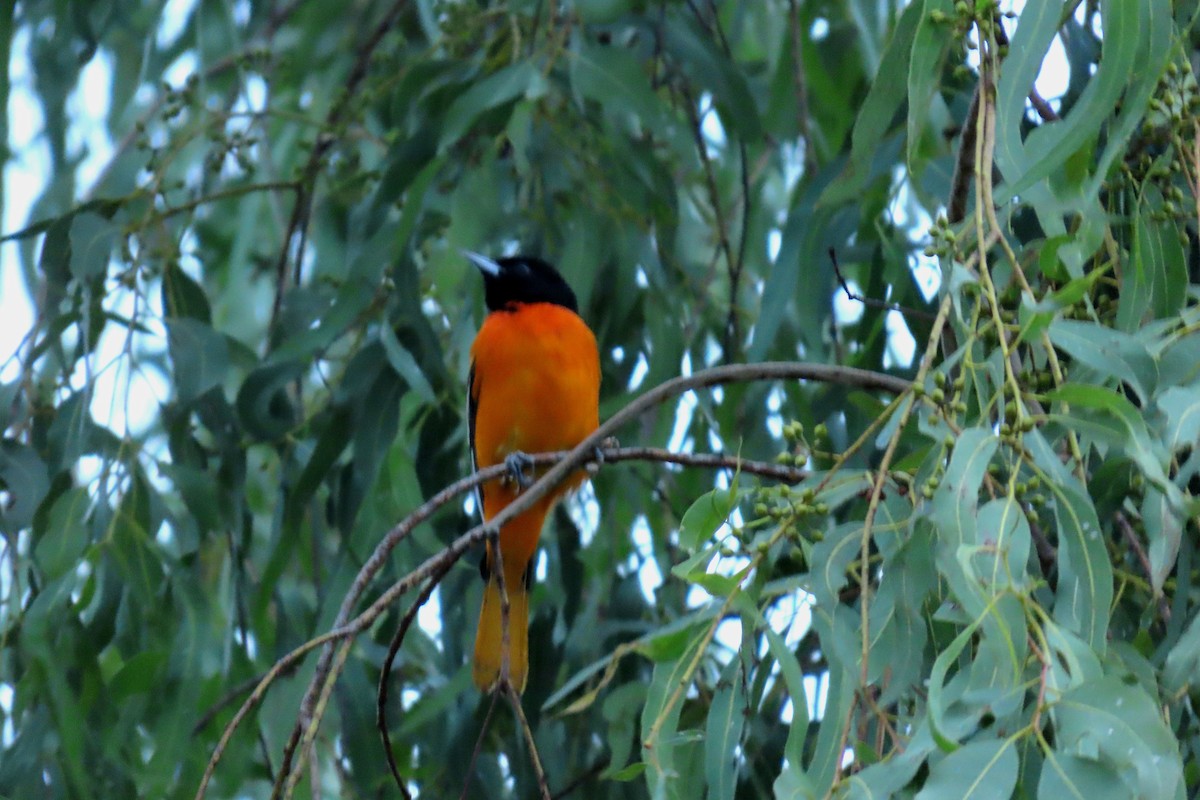 ボルチモアムクドリモドキ - ML647635528