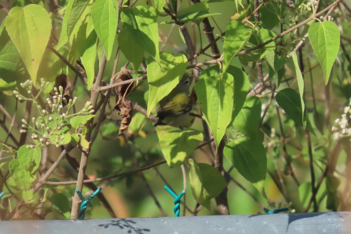 Tennessee Warbler - ML647635556