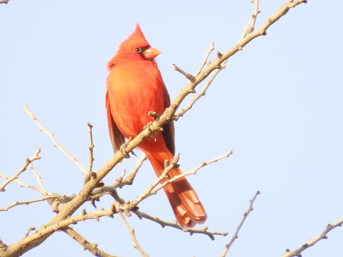 Northern Cardinal - ML647635616