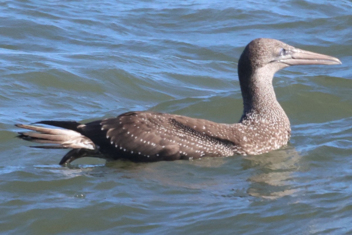 סולה מצויה - ML647635635