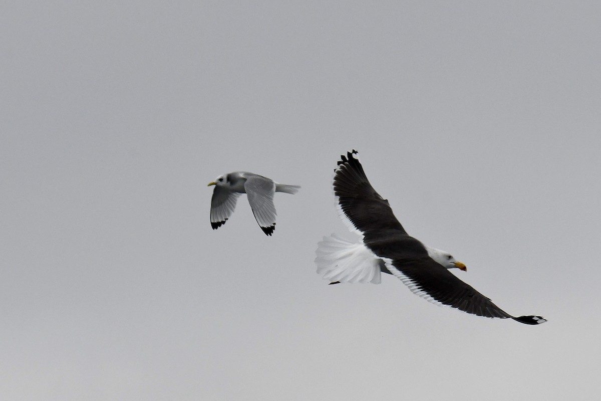 Great Black-backed Gull - ML647635637