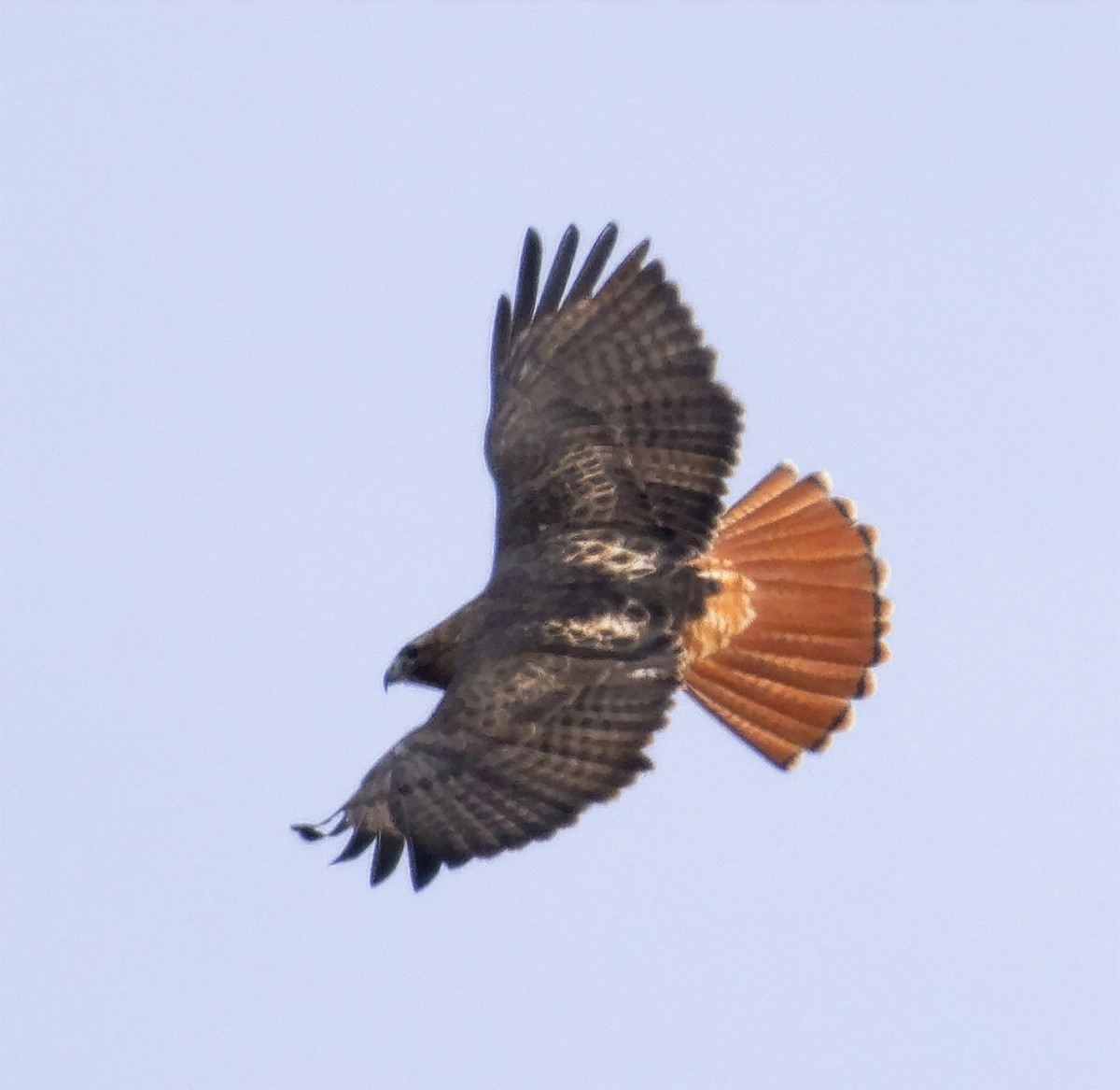 Red-tailed Hawk (borealis) - ML647635639