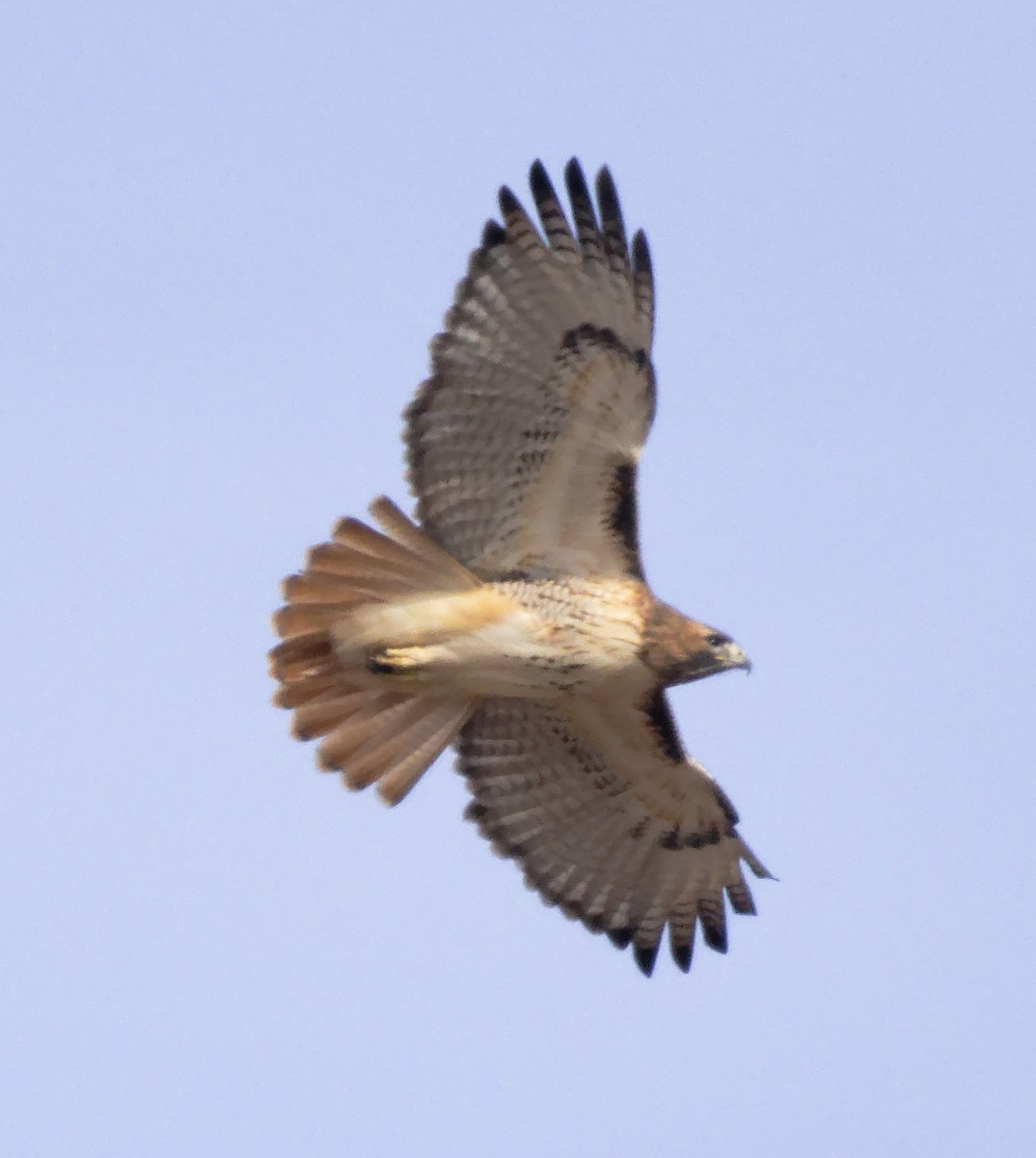 Red-tailed Hawk (borealis) - ML647635640