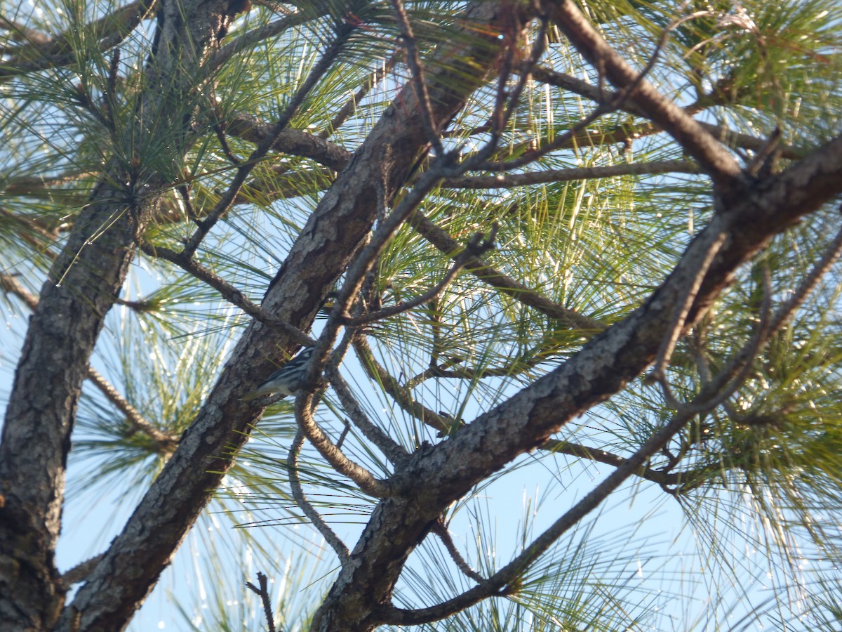 Paruline à gorge jaune - ML647635703