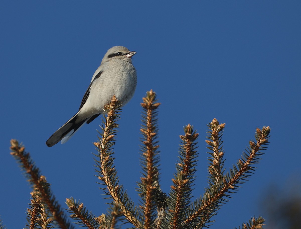 Antzandobi boreala - ML647635731