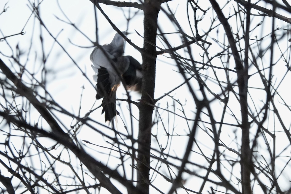 Antzandobi boreala - ML647635732