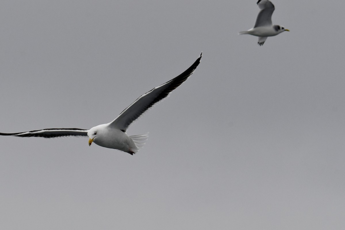Great Black-backed Gull - ML647635734