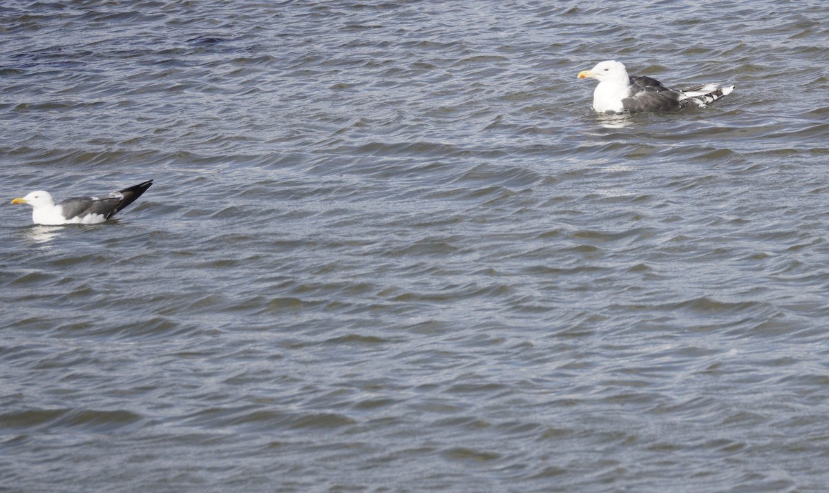 Great Black-backed Gull - ML647635752