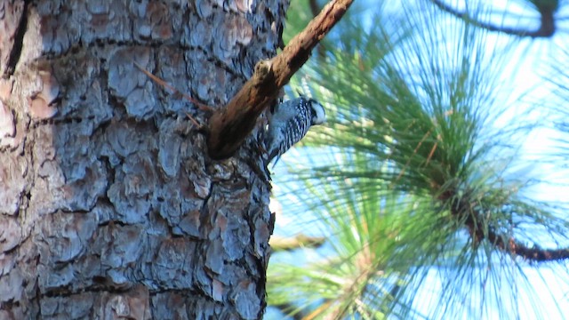 Red-cockaded Woodpecker - ML647635753