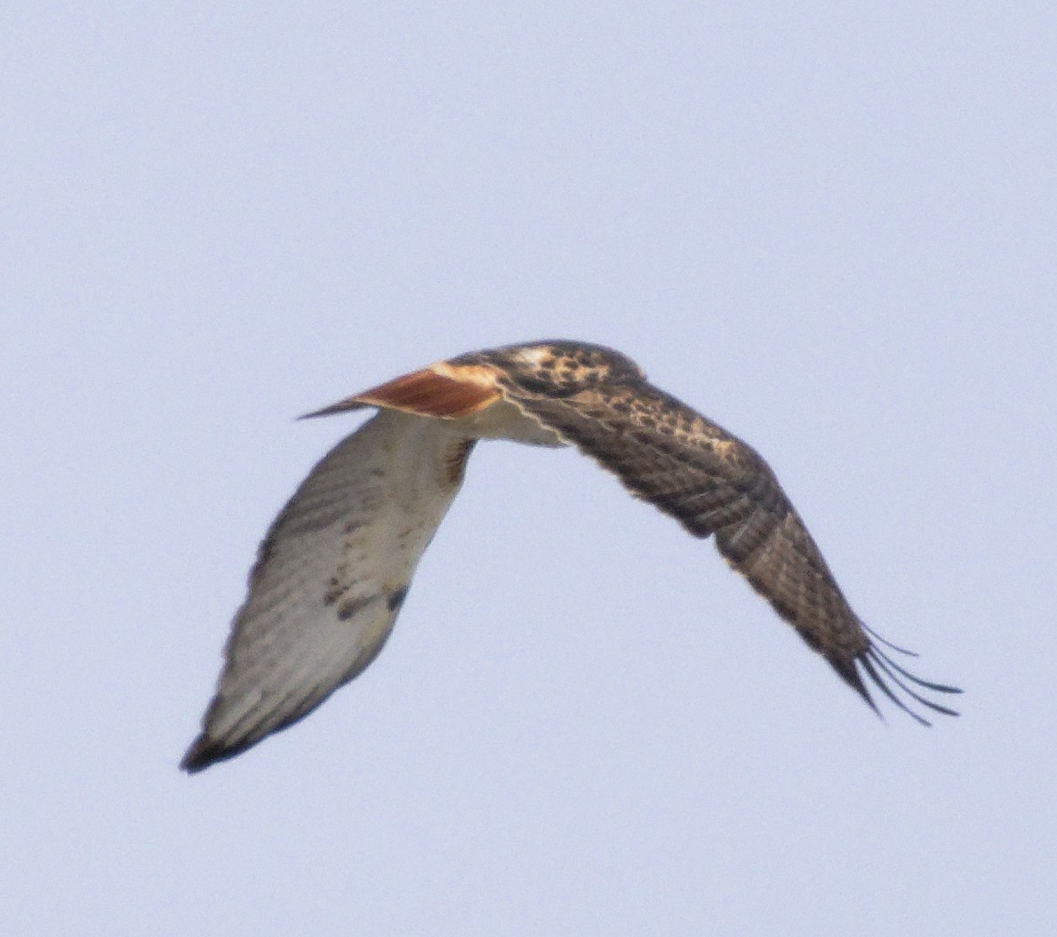 Red-tailed Hawk (borealis) - ML647635762