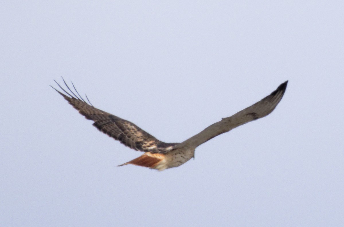 Red-tailed Hawk (borealis) - ML647635763