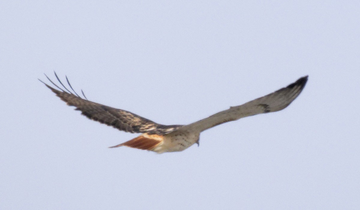 Red-tailed Hawk (borealis) - ML647635764