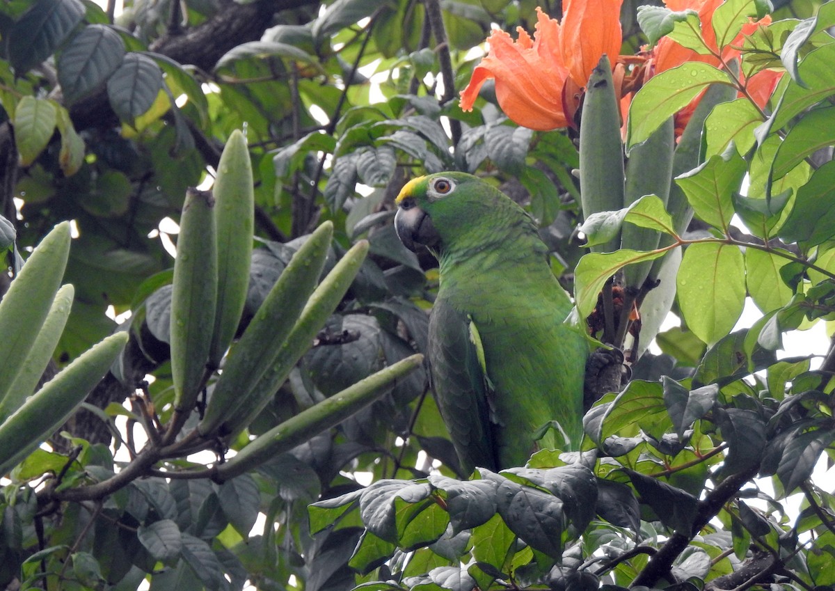 Sarı Alınlı Amazon - ML647635765