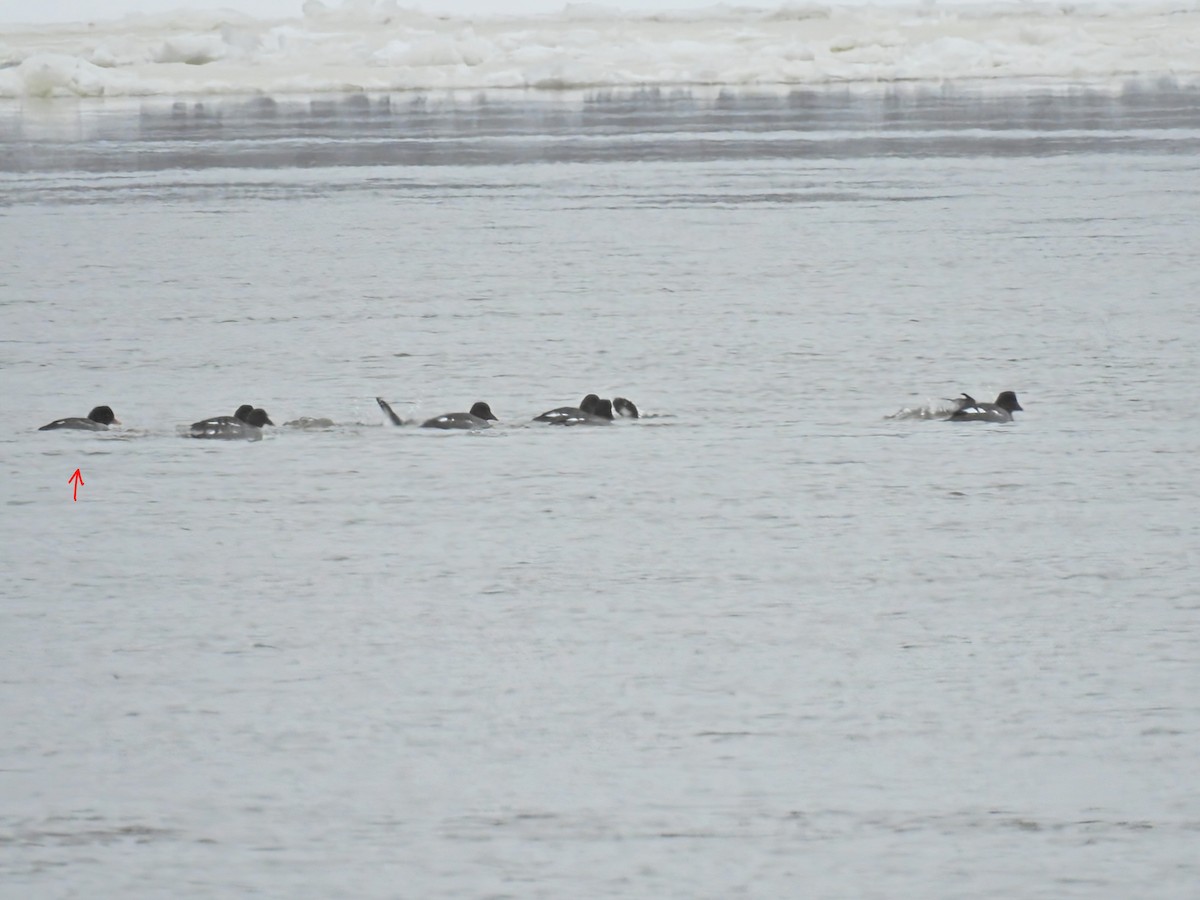 Murgilari islandiarra - ML647635846