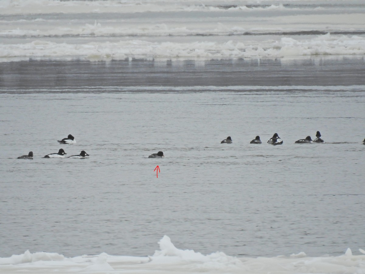 Murgilari islandiarra - ML647635847