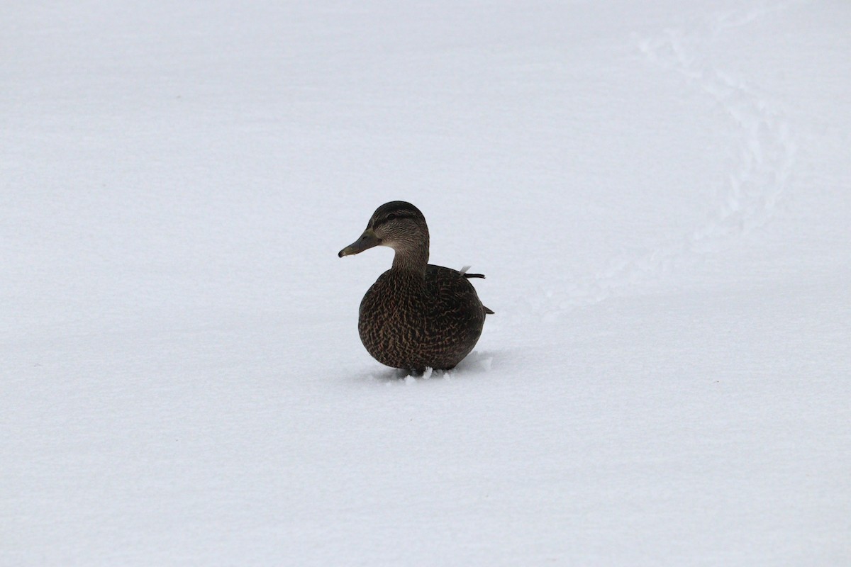 Ahate iluna - ML647635906