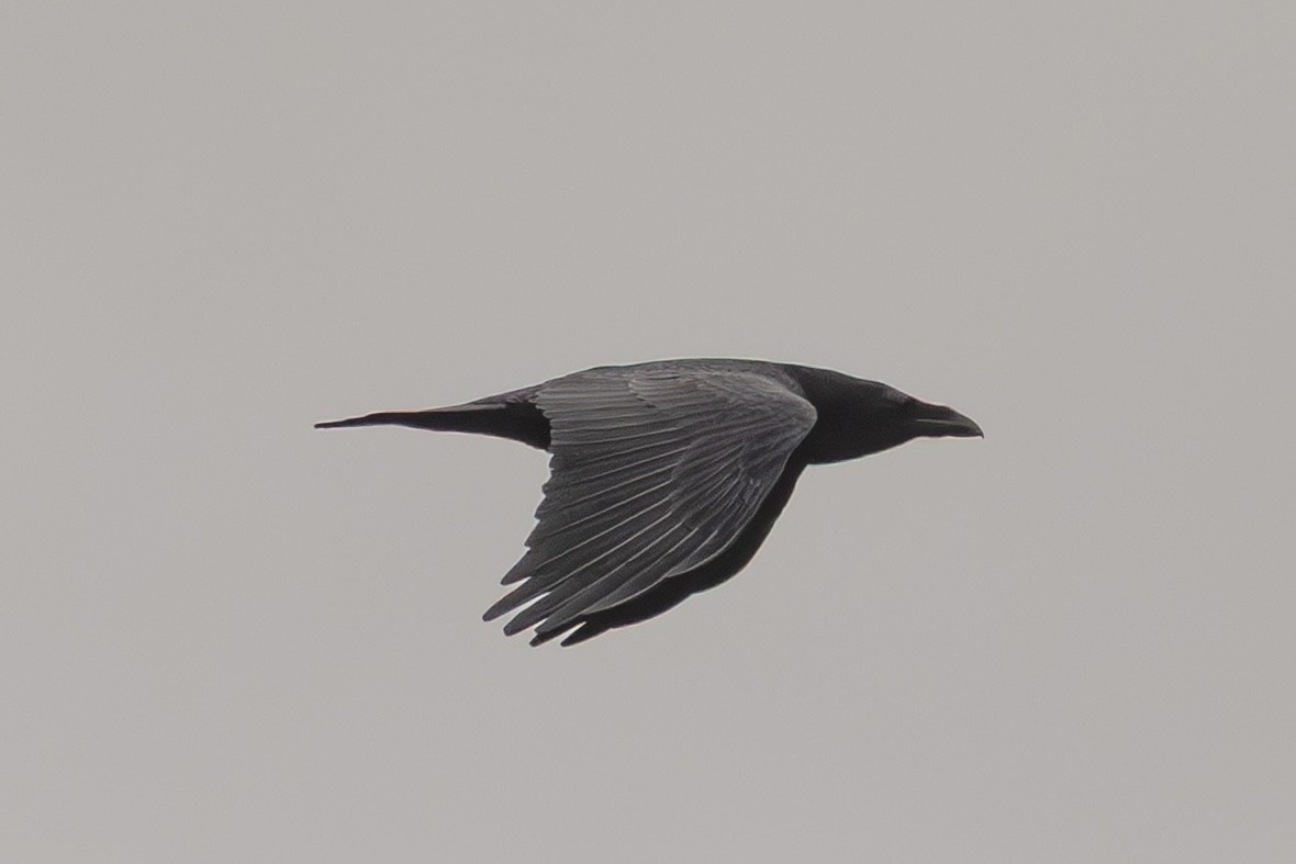 עורב שחור - ML647635908