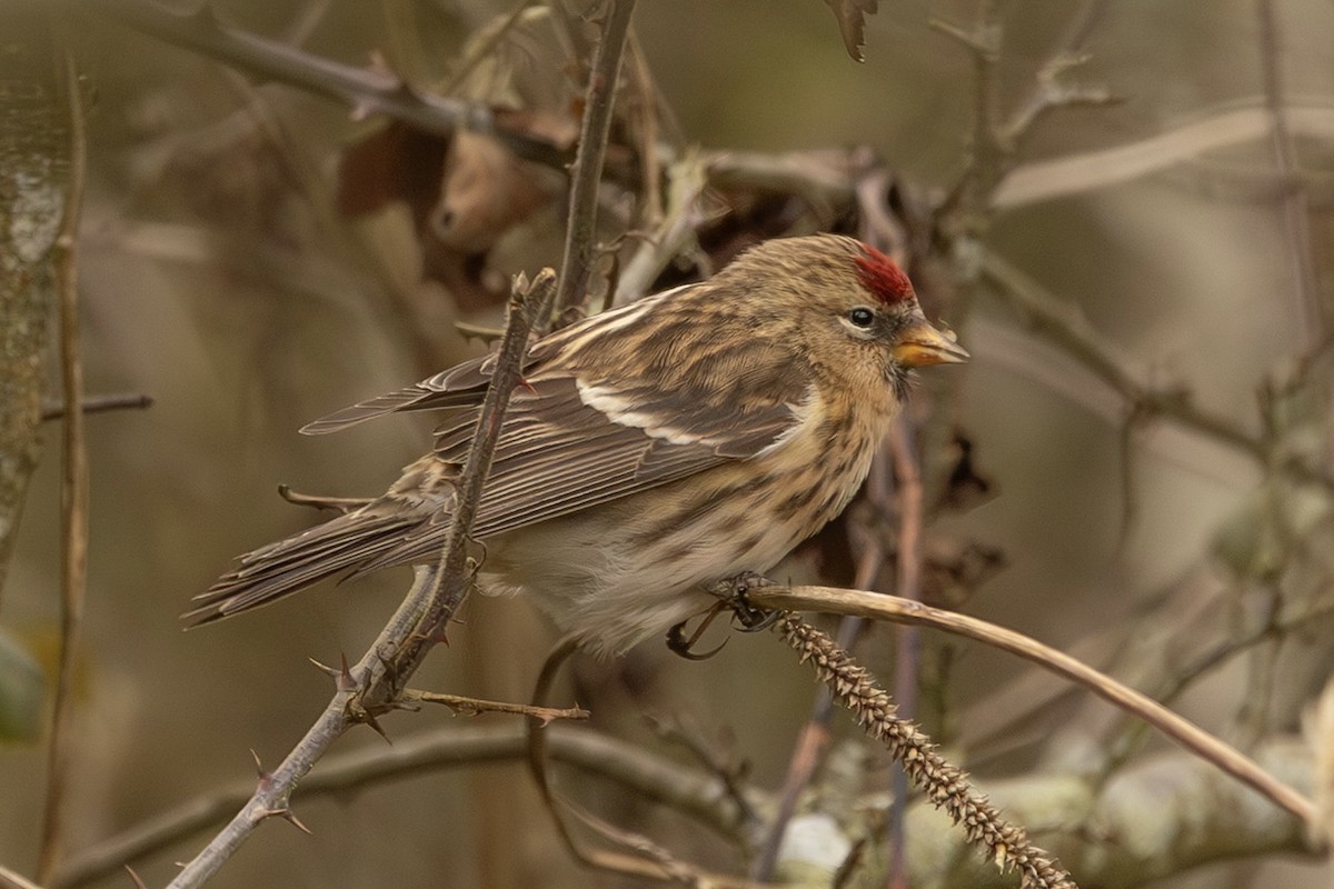 Pardillo Sizerín (alpino) - ML647635934
