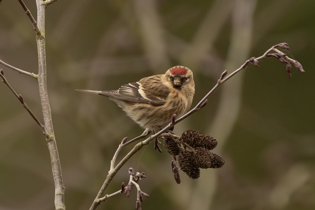 Pardillo Sizerín (alpino) - ML647635935