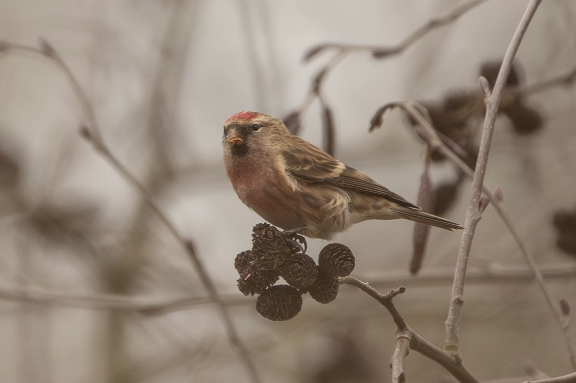 Pardillo Sizerín (alpino) - ML647635936