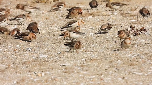 Plectrophane des neiges - ML647635944