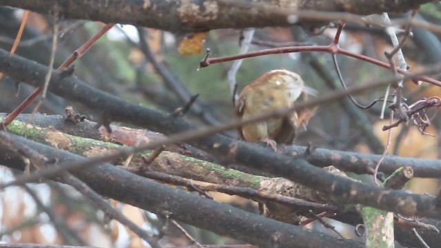 Carolina Wren - ML647635955