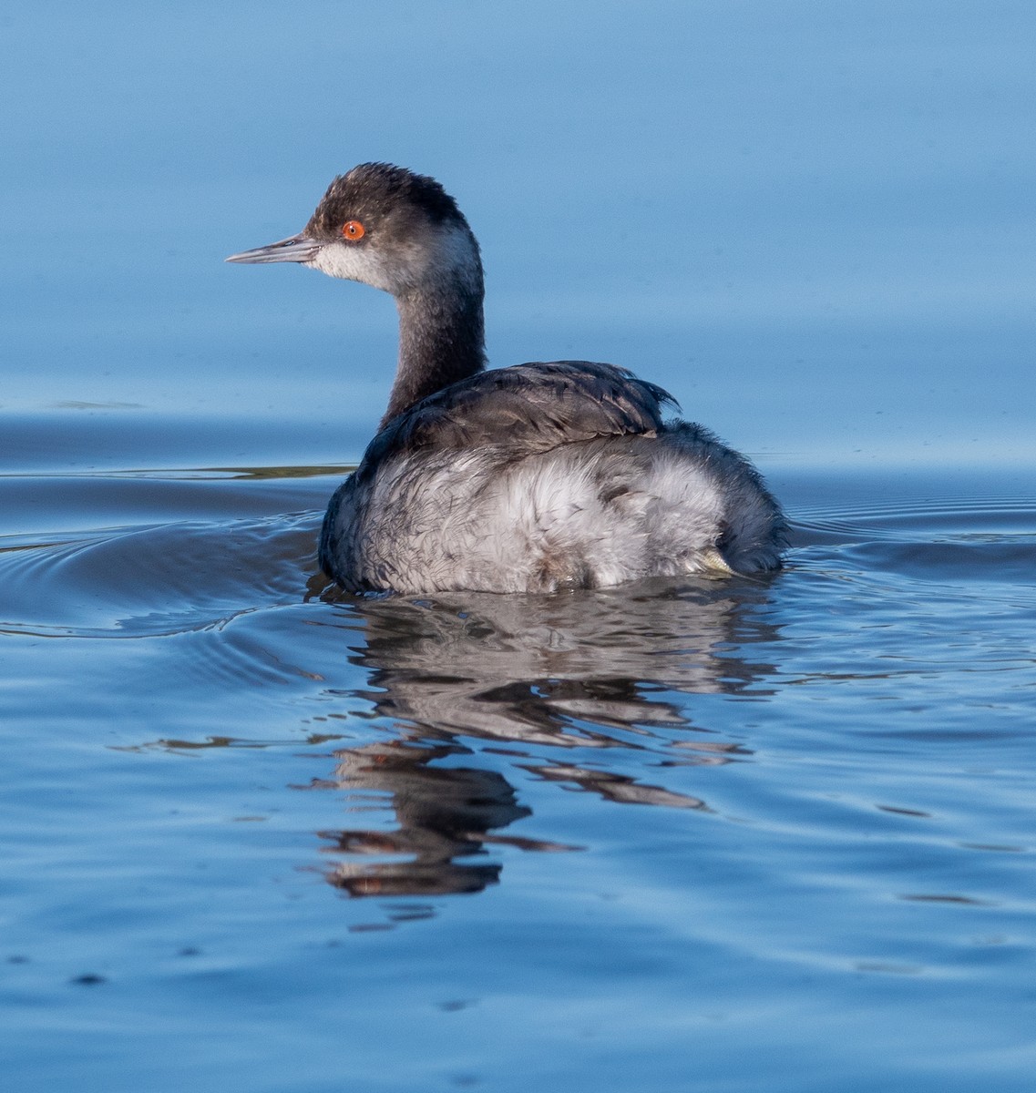 Grèbe à cou noir - ML647635976