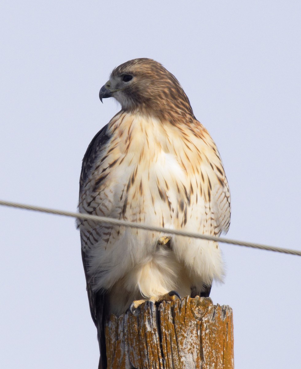 Red-tailed Hawk (borealis) - ML647635993