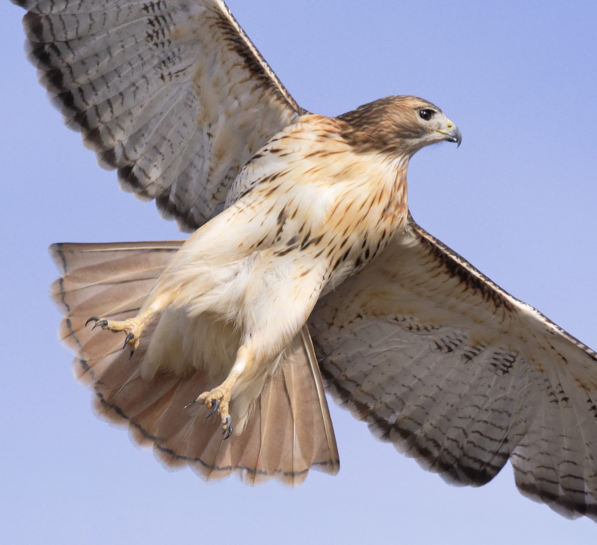 Red-tailed Hawk (borealis) - ML647635994