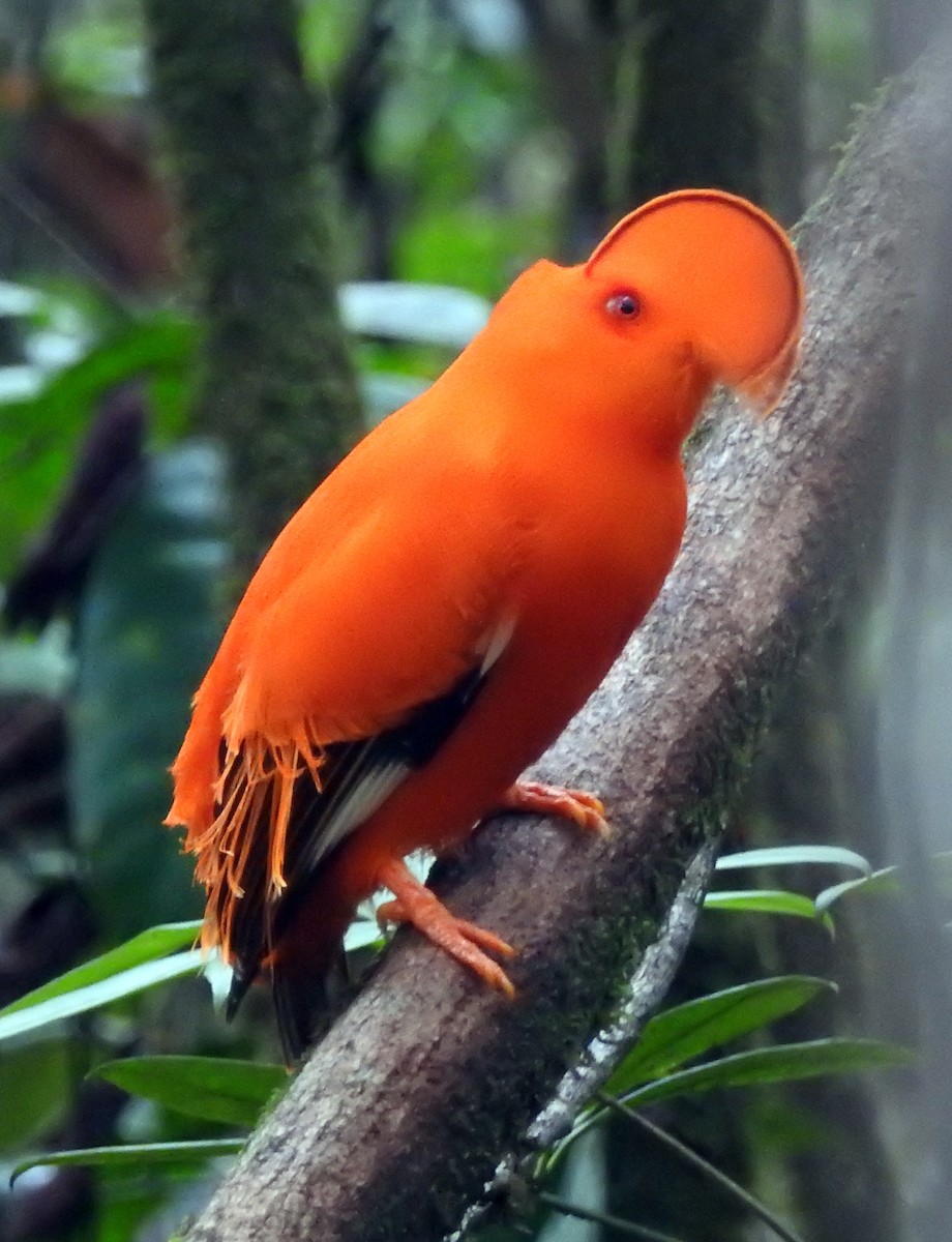 Guianan Cock-of-the-rock - ML647636051